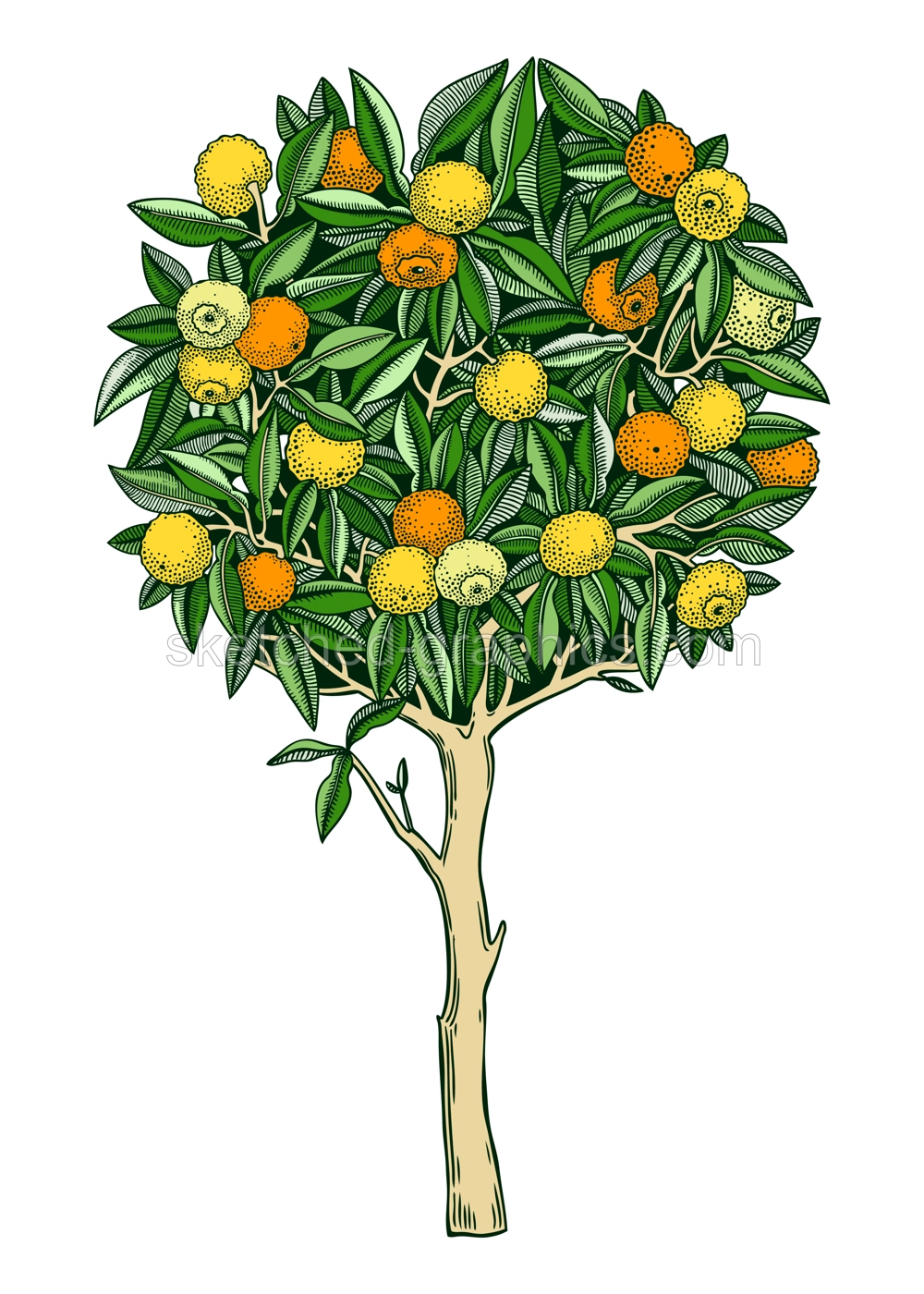 Hand drawn yuzu illustration in color. Japanese citrus tree with fruit, leaves, and branches in engraving style. Sketched Asian citron botanical drawing. Decorative garden plant sketch. Illustration